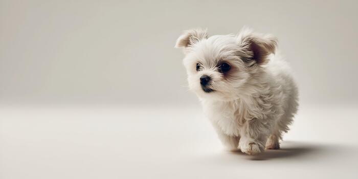 a fluffy white puppy stands on a bright clean studio background looking adorable photo 1