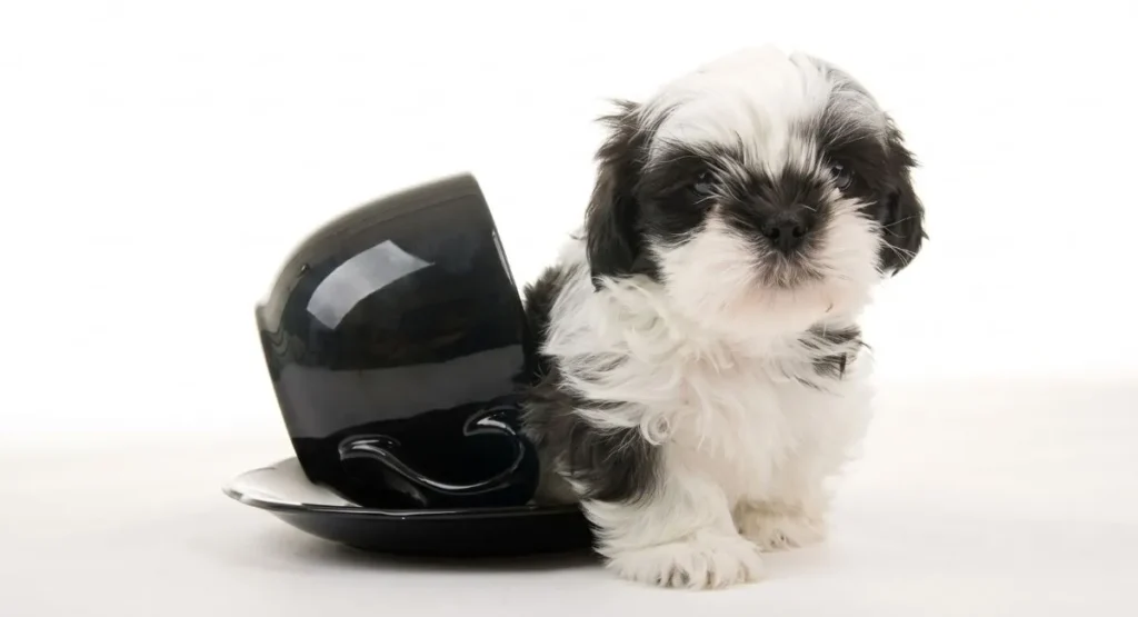 puppy-sitting-near-black-teacup